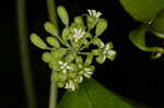 Roundleaf greenbrier